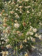 Image of coastal plain palafox