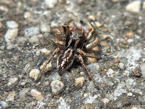 Image of Habronattus mustaciatus (Chamberlin & Ivie 1941)