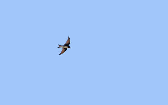 Image of Cuban Martin