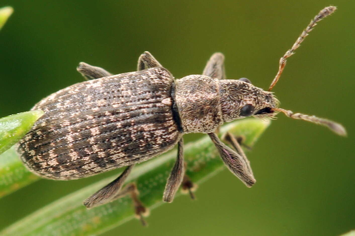 Image of Polydrusus (Eurodrusus) pilosus Gredler 1866