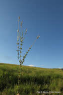 صورة Syncolostemon parviflorus var. lanceolatus (Gürke) Codd