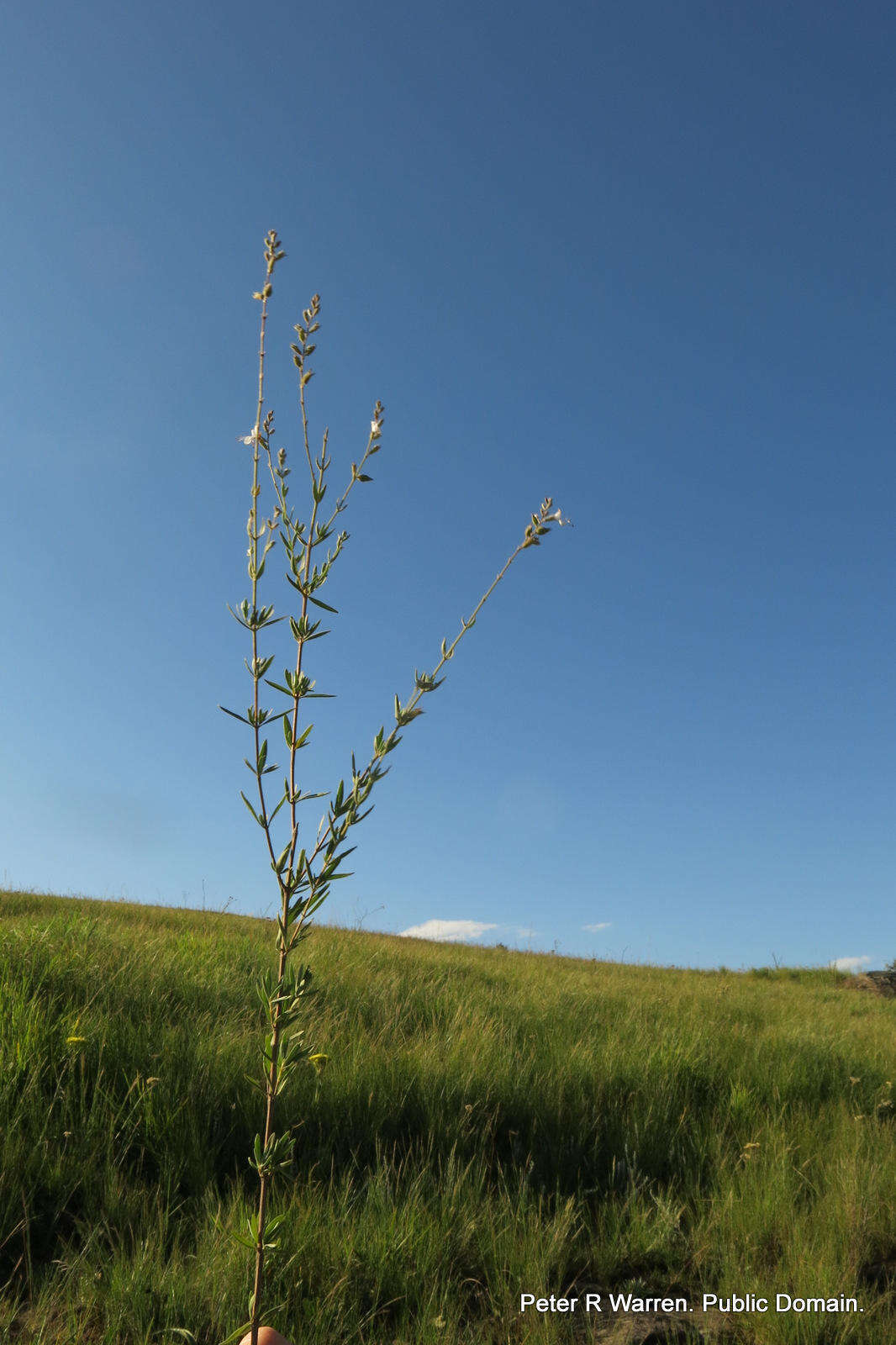 Image of Syncolostemon parviflorus var. lanceolatus (Gürke) Codd