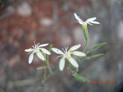 Image of Petrorhagia illyrica (Ard.) P. W. Ball & Heywood