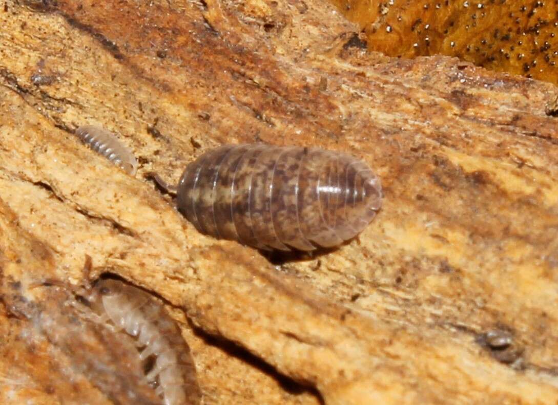 Image of Armadillidium marmoratum Strouhal 1929