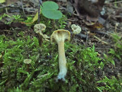 Image of Craterellus undulatus