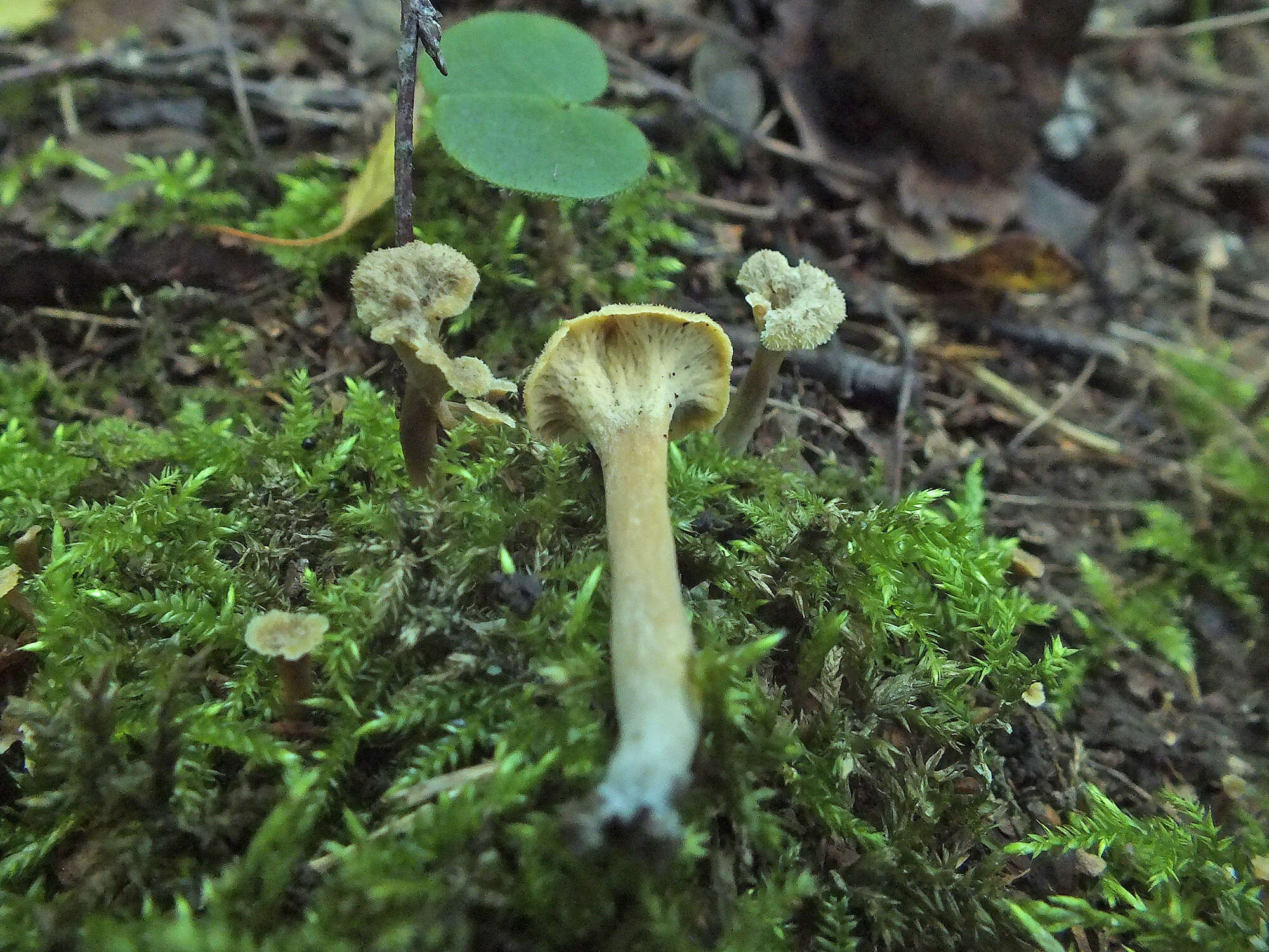 Plancia ëd Craterellus undulatus