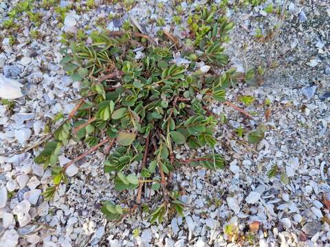 Image of Euphorbia psammogeton P. S. Green