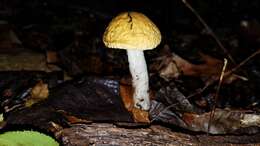 Image of Leccinum luteum A. H. Sm., Thiers & Watling 1967