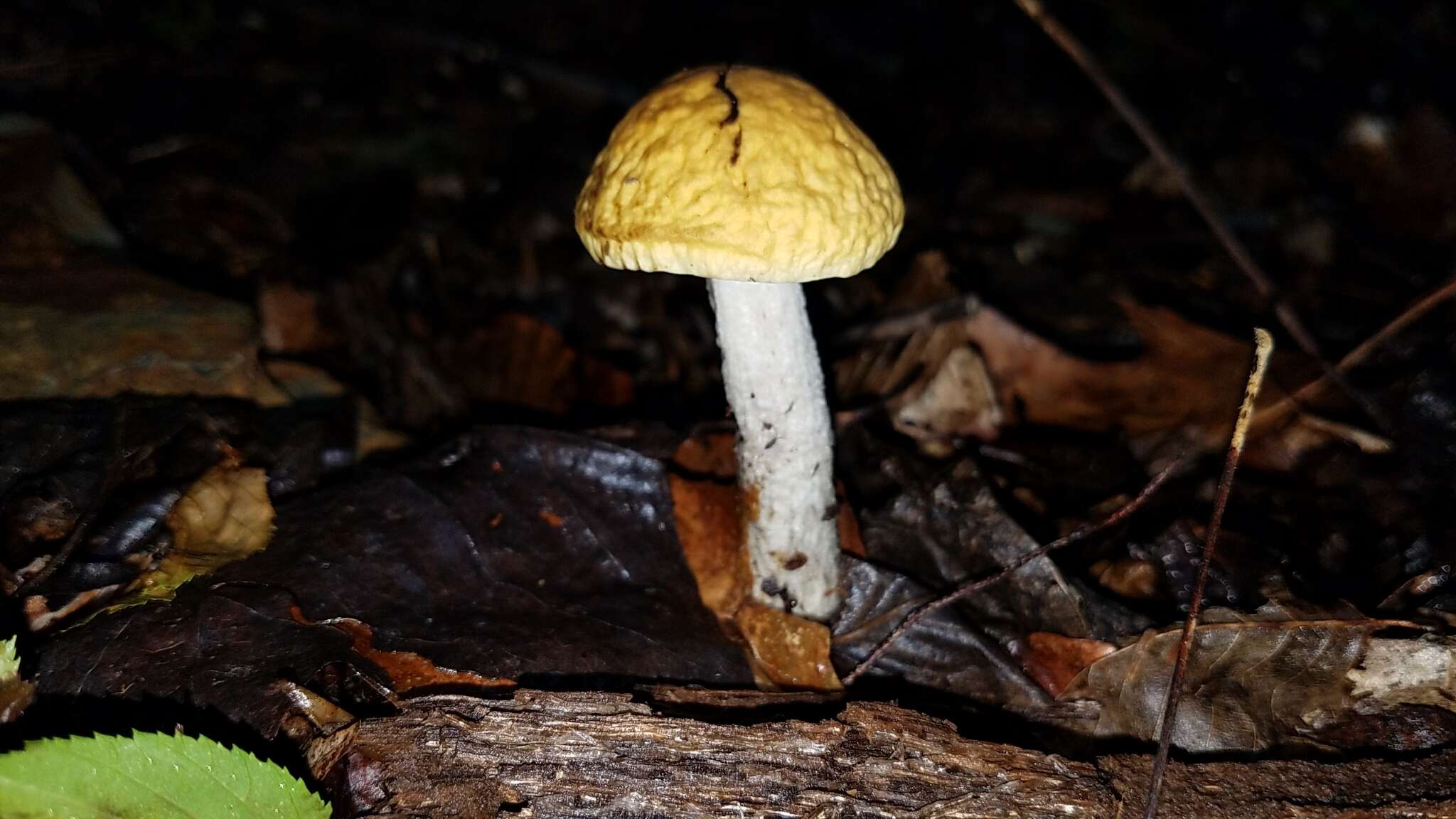 Image of Leccinum luteum A. H. Sm., Thiers & Watling 1967