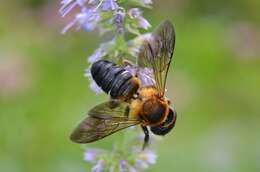 Image of giant resin bee