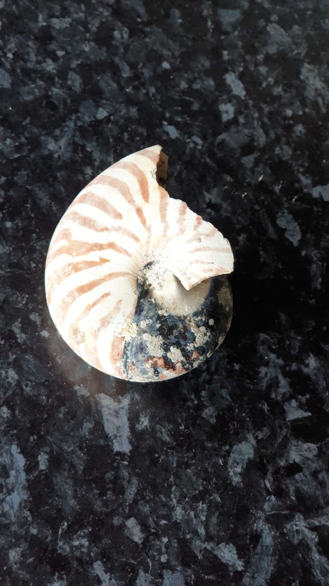 Image of chambered nautilus