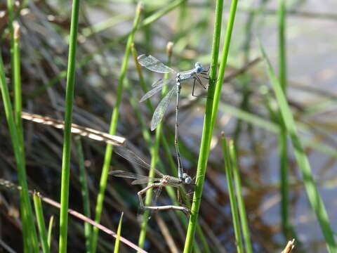 Image of Lestes spatula Fraser 1946