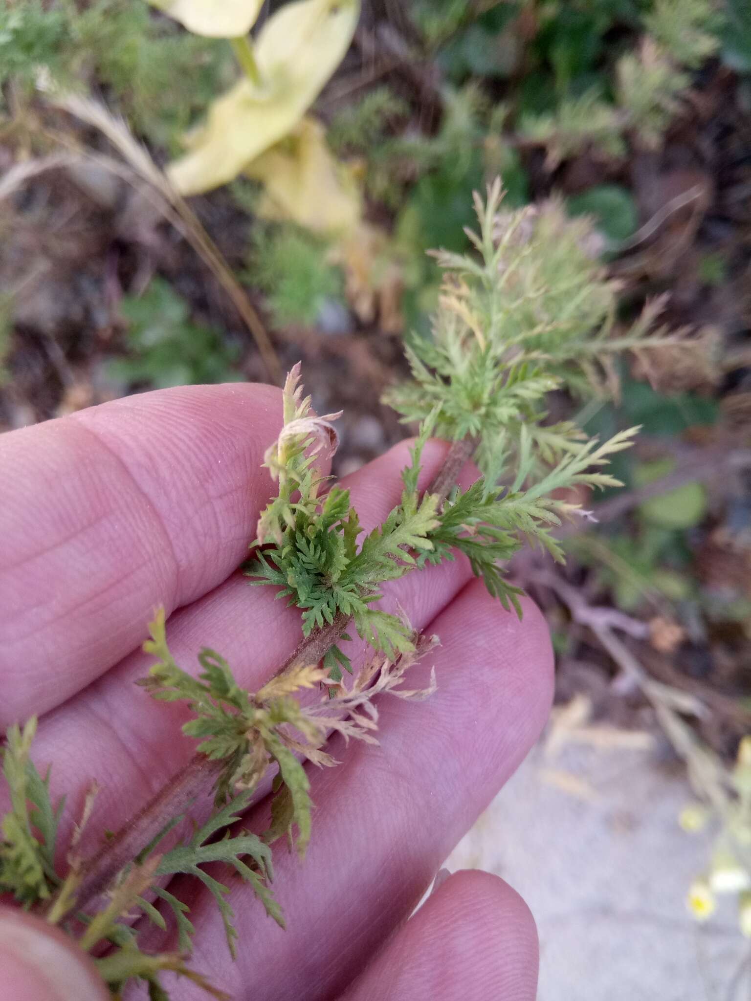 صورة Achillea ligustica All.