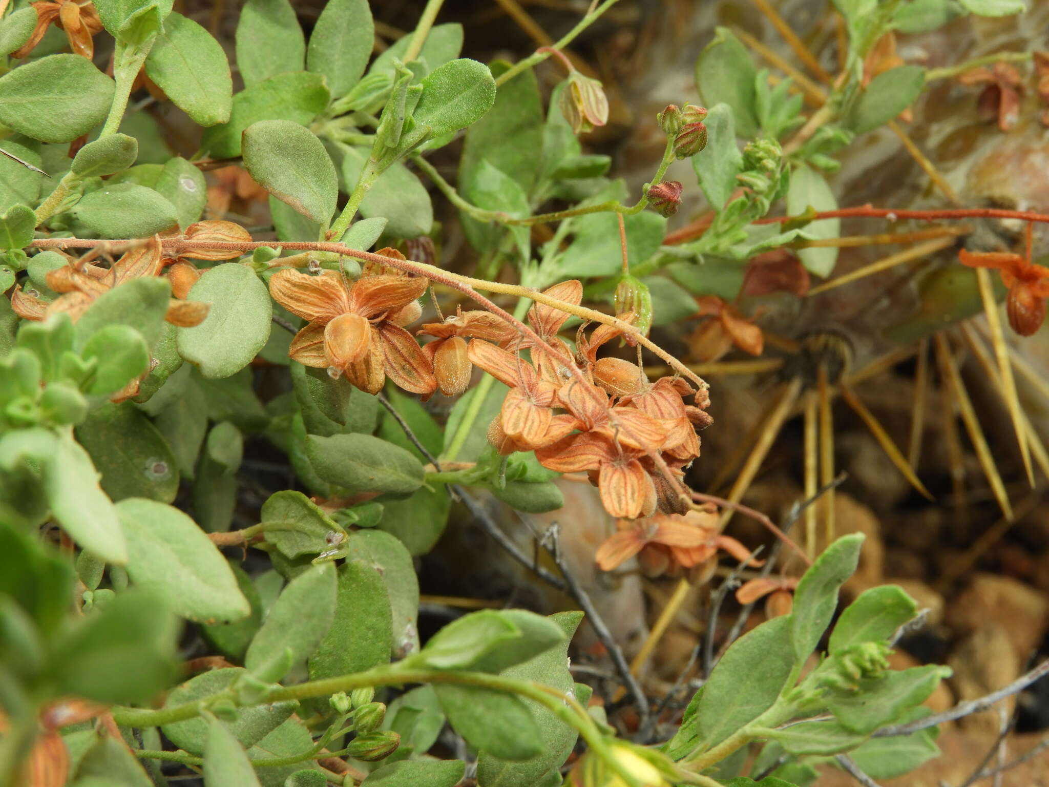 Helianthemum canariense (Jacq.) Pers.的圖片