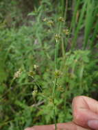 Imagem de Juncus canadensis Gay