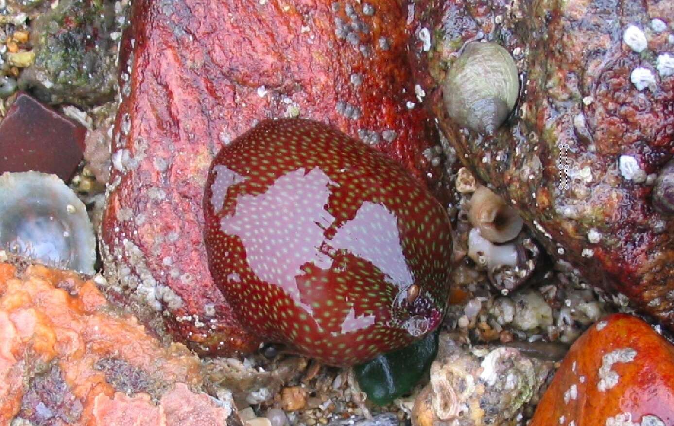 Image of Strawberry anemone