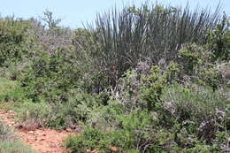 Image of African desert banana