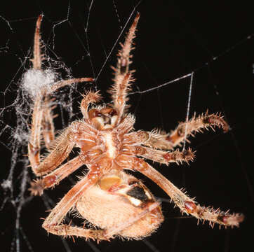 Image of Hentz's Orbweaver