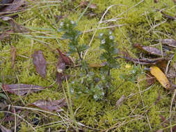 Image of Euphrasia hyperborea Joerg.