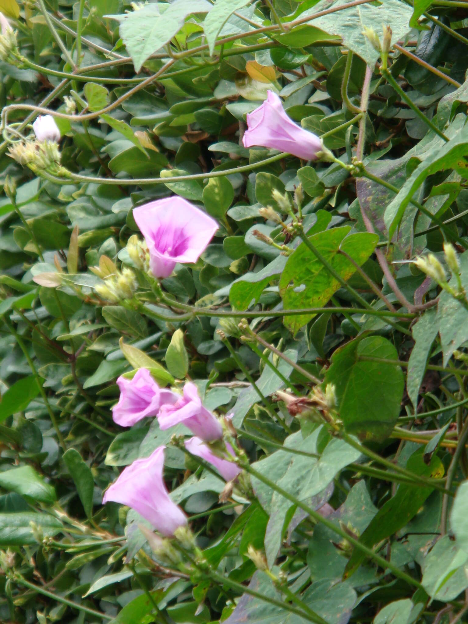 Image of sweet potato