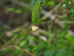 Image of Synostemon albiflorus (F. Muell. ex Müll. Arg.) Airy Shaw