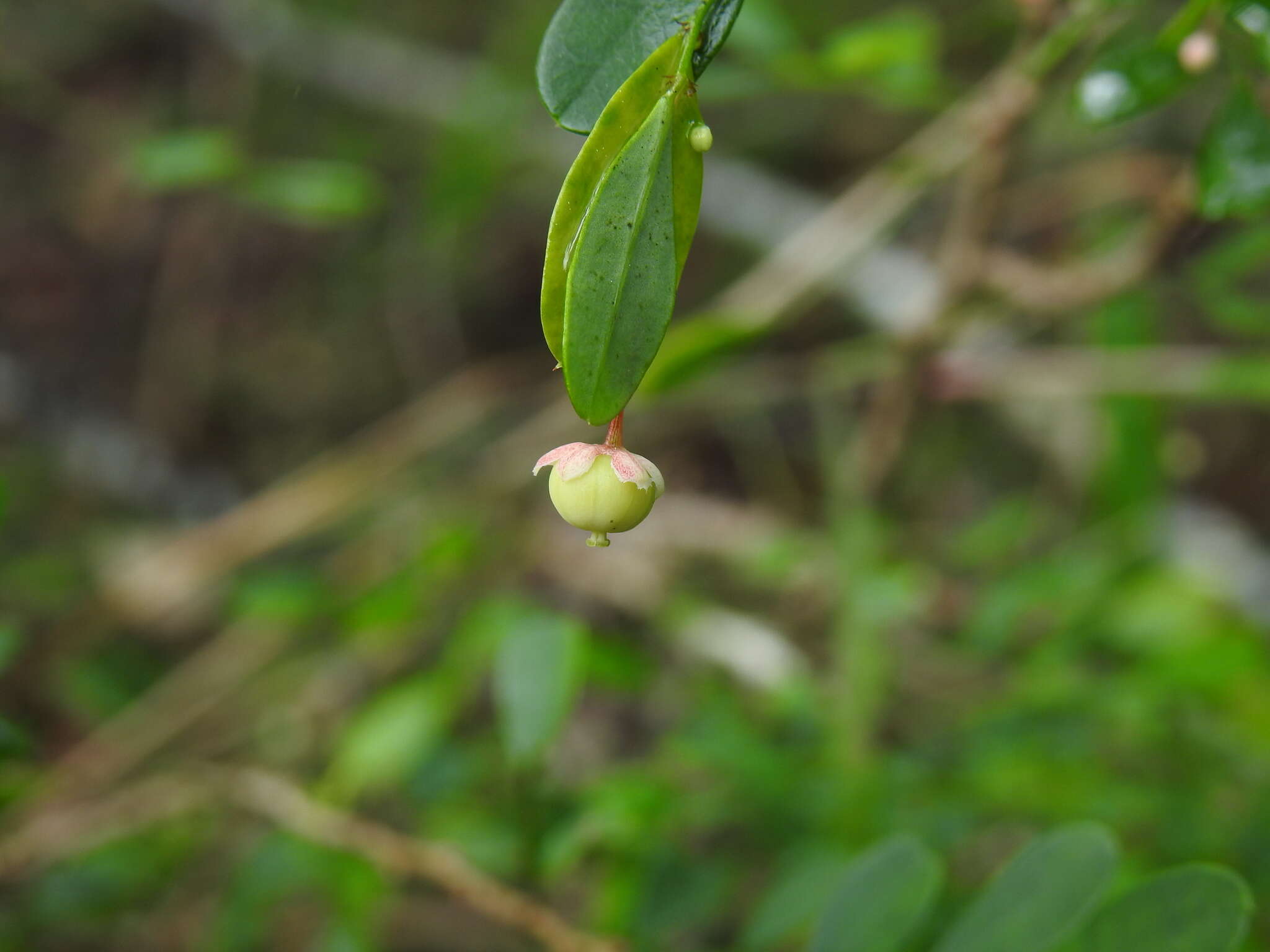 Image of Synostemon albiflorus (F. Muell. ex Müll. Arg.) Airy Shaw