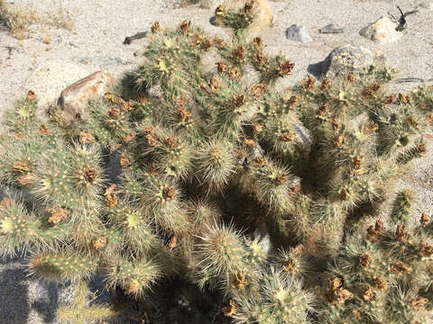 Image of Gander's buckhorn cholla