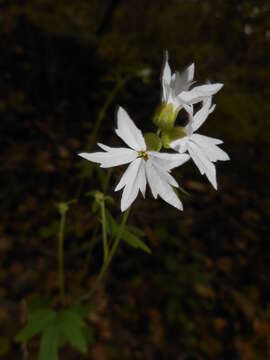 Image of hillside woodland-star