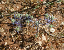 Image de Eryngium tenue Lam.