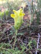 Image of Scutellaria orientalis L.