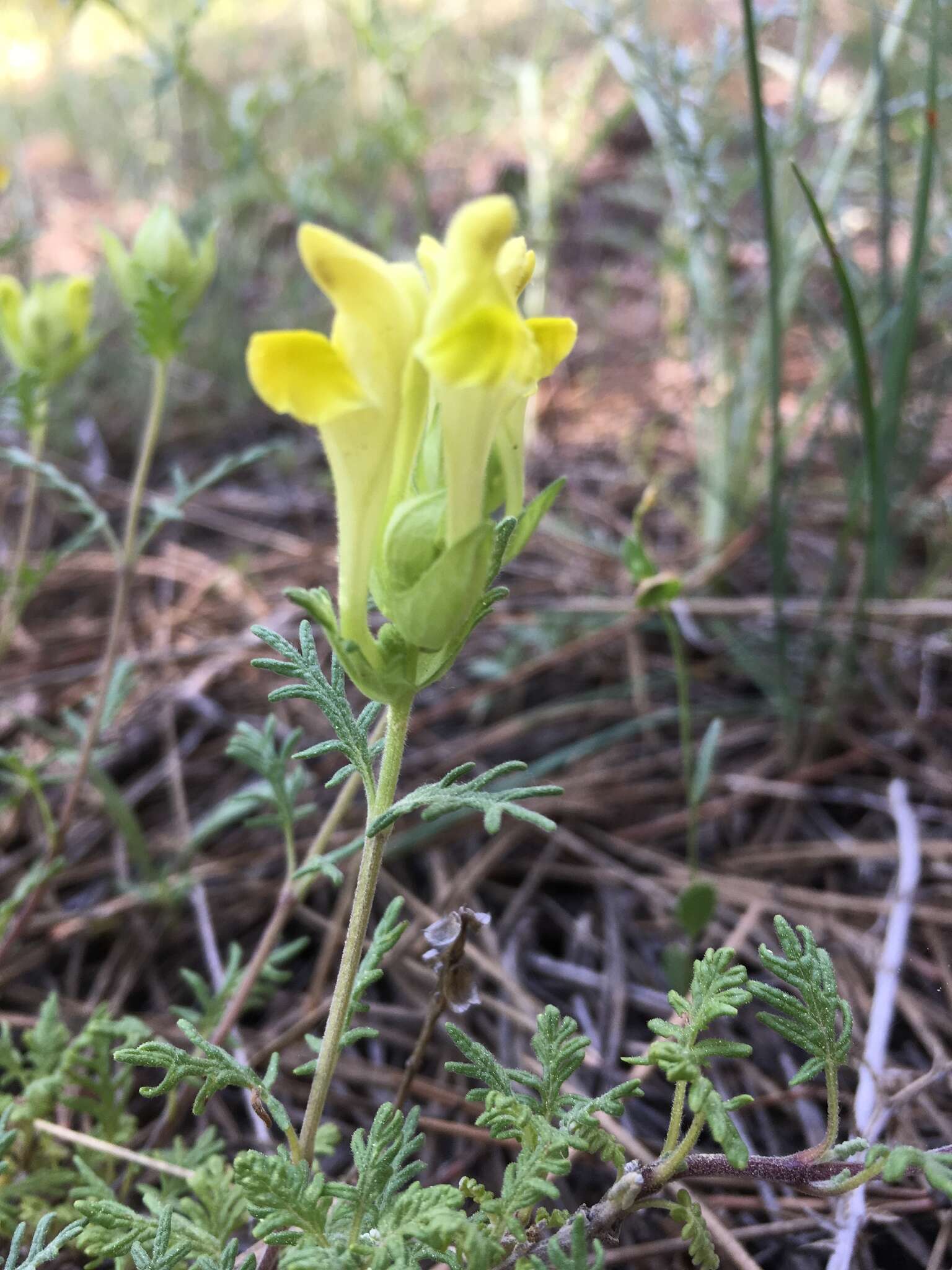 Image of Scutellaria orientalis L.