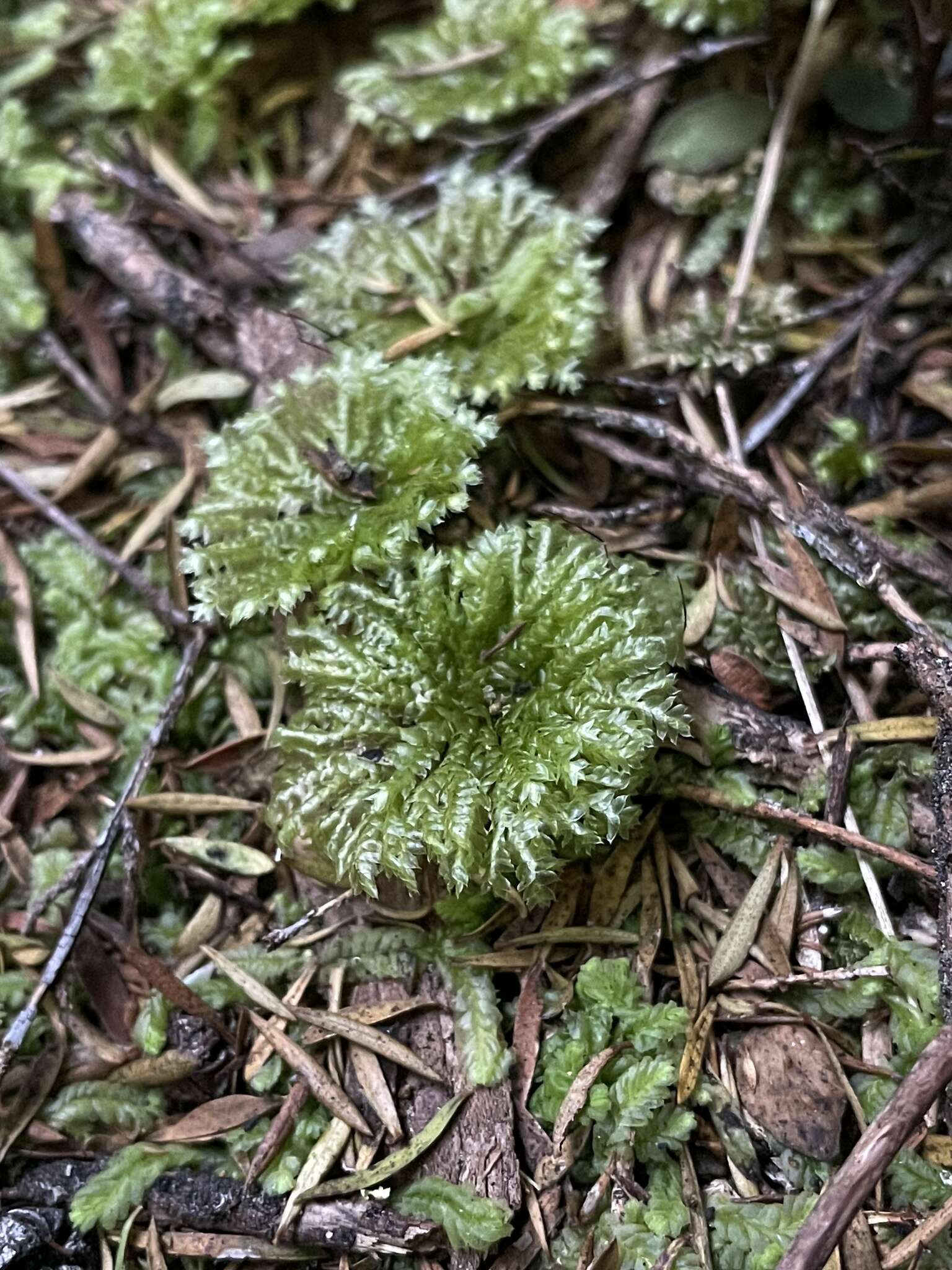 Image of Canalohypopterygium tamariscinum Kruijer 1995