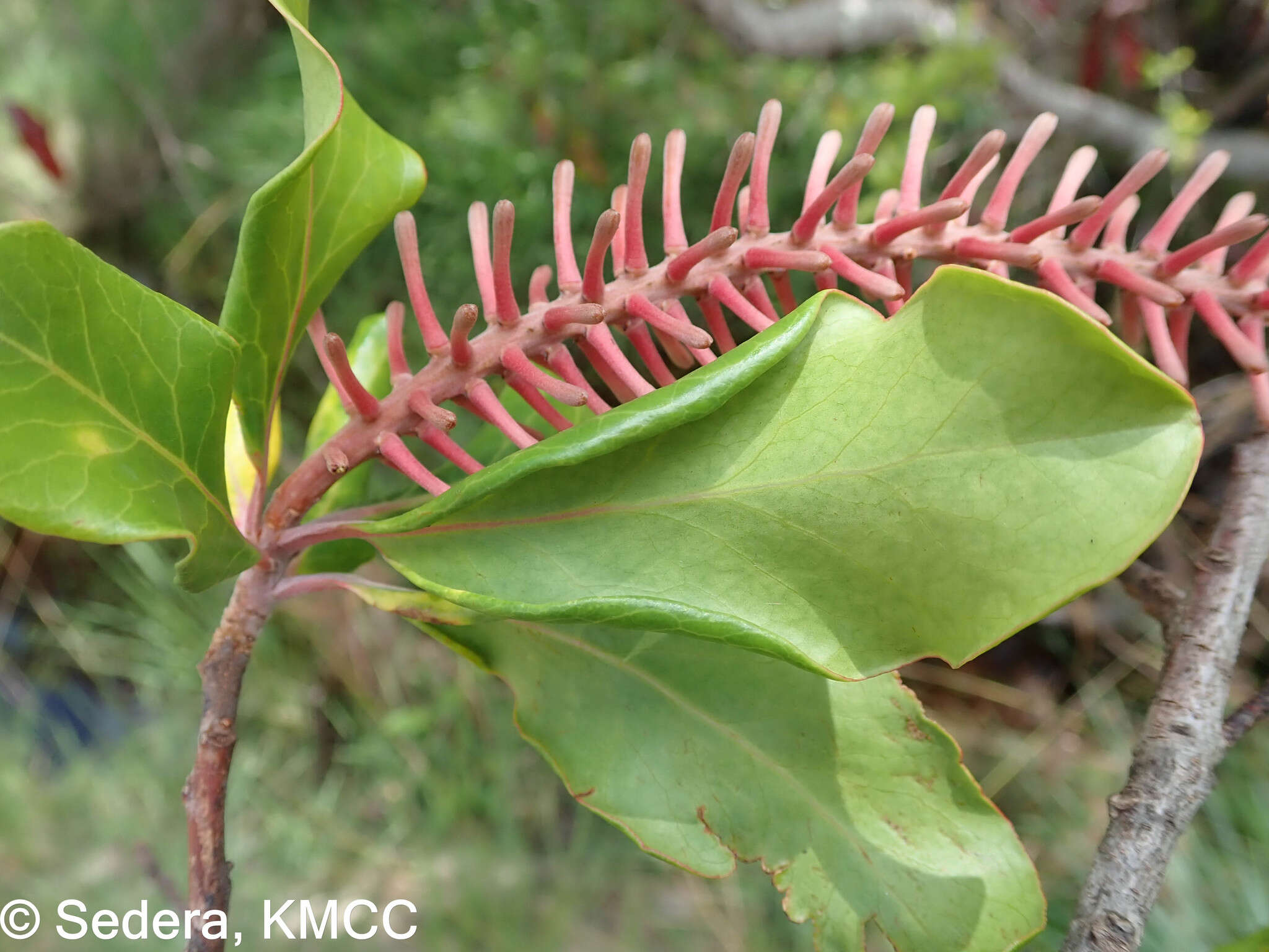 Imagem de Faurea forficuliflora Baker