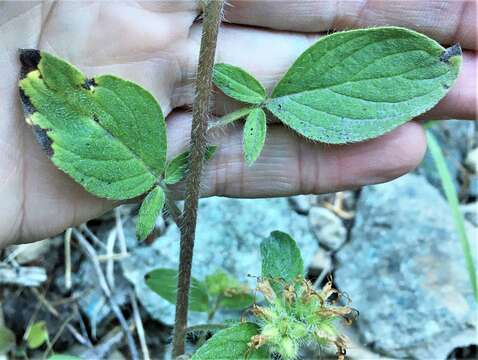 Phacelia leptosepala Rydb.的圖片