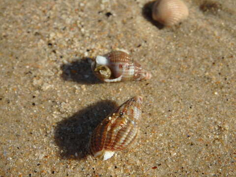 Image of netted dog whelk