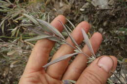 Image of Caryopteris mongholica Bunge