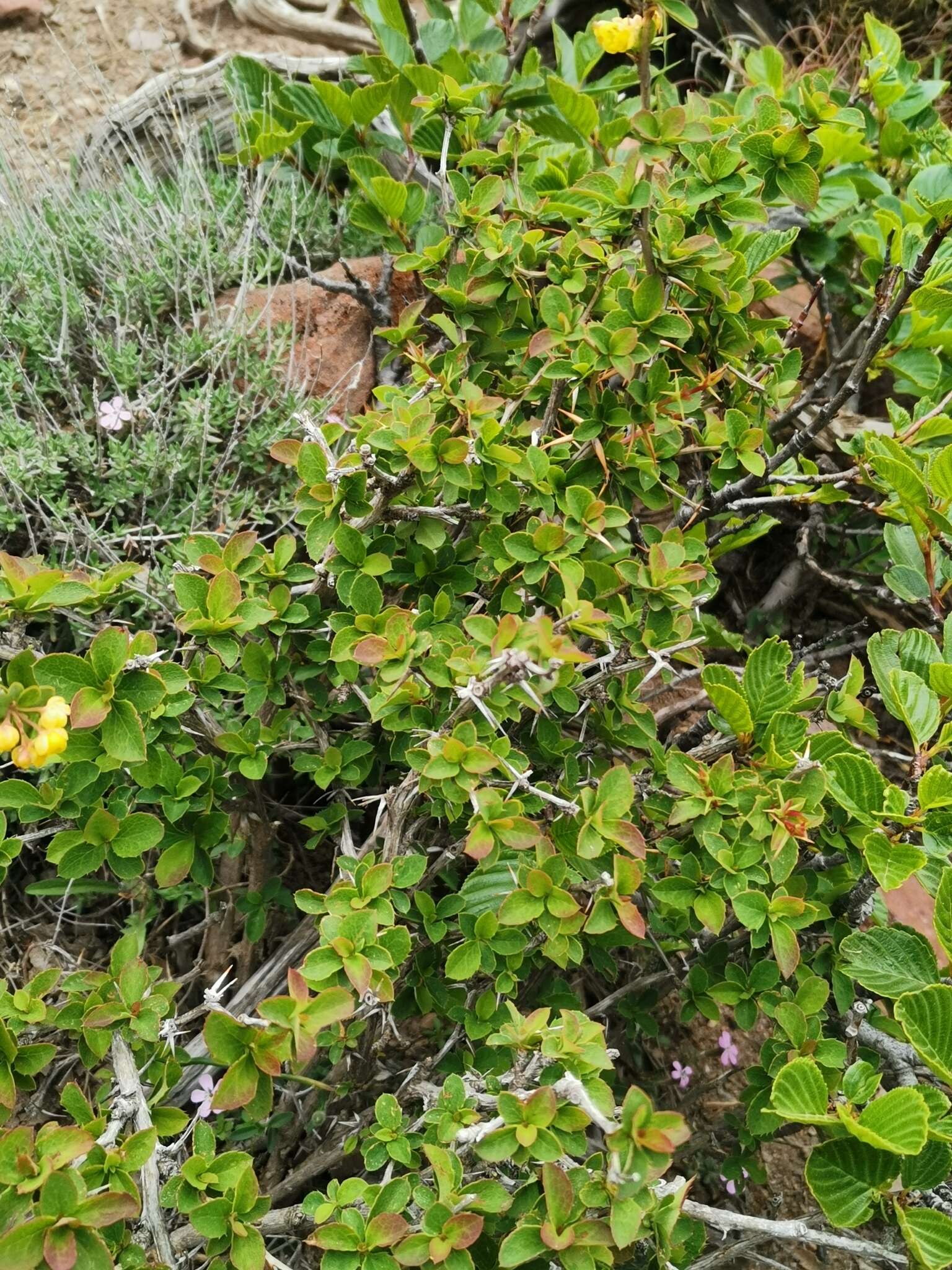 Image de Berberis aetnensis C. Presl