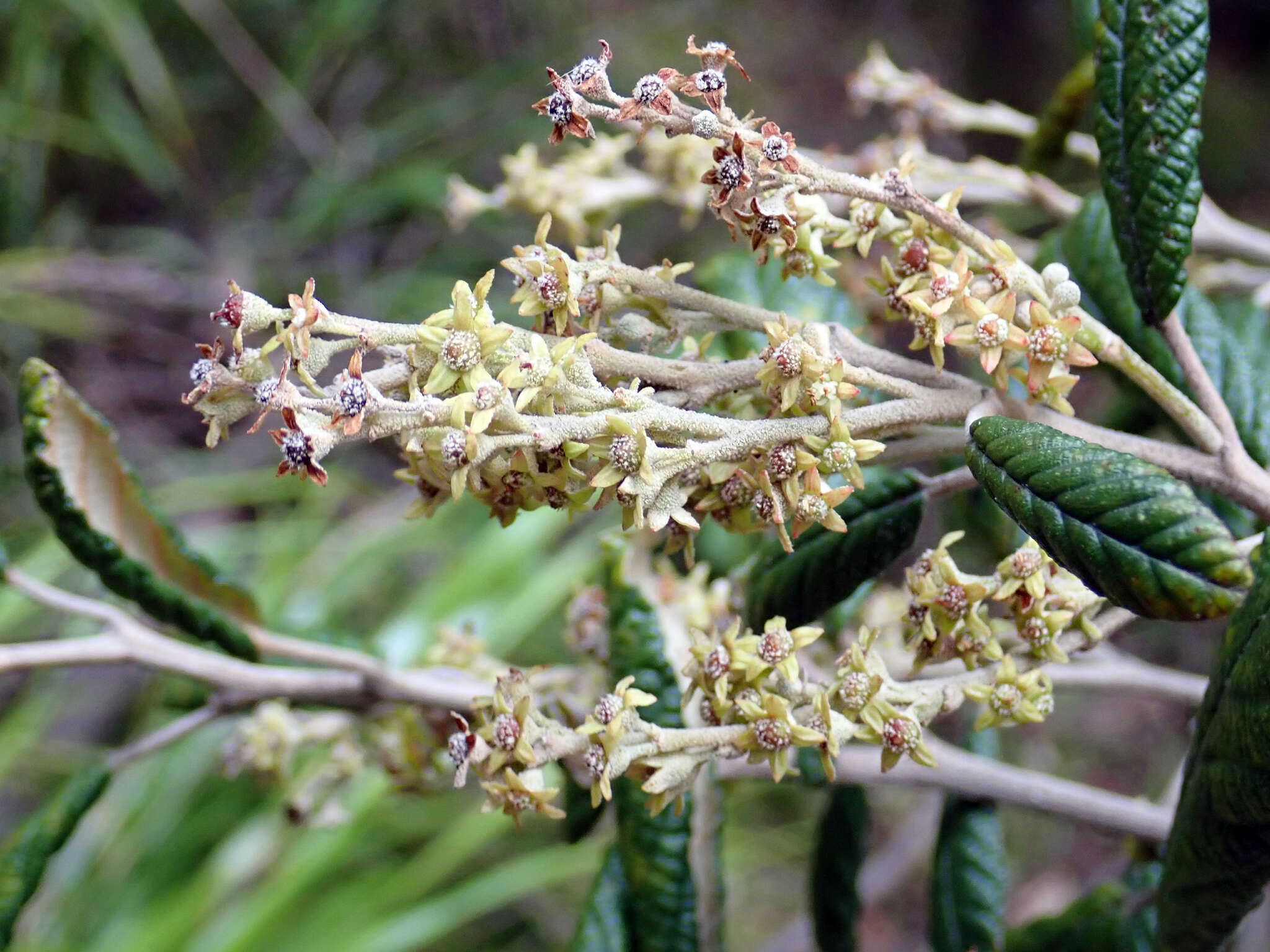 Image of Pomaderris apetala subsp. maritima N. G. Walsh & F. Coates