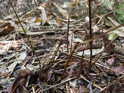 Imagem de Dryopteris glabra (Brack.) O. Kuntze