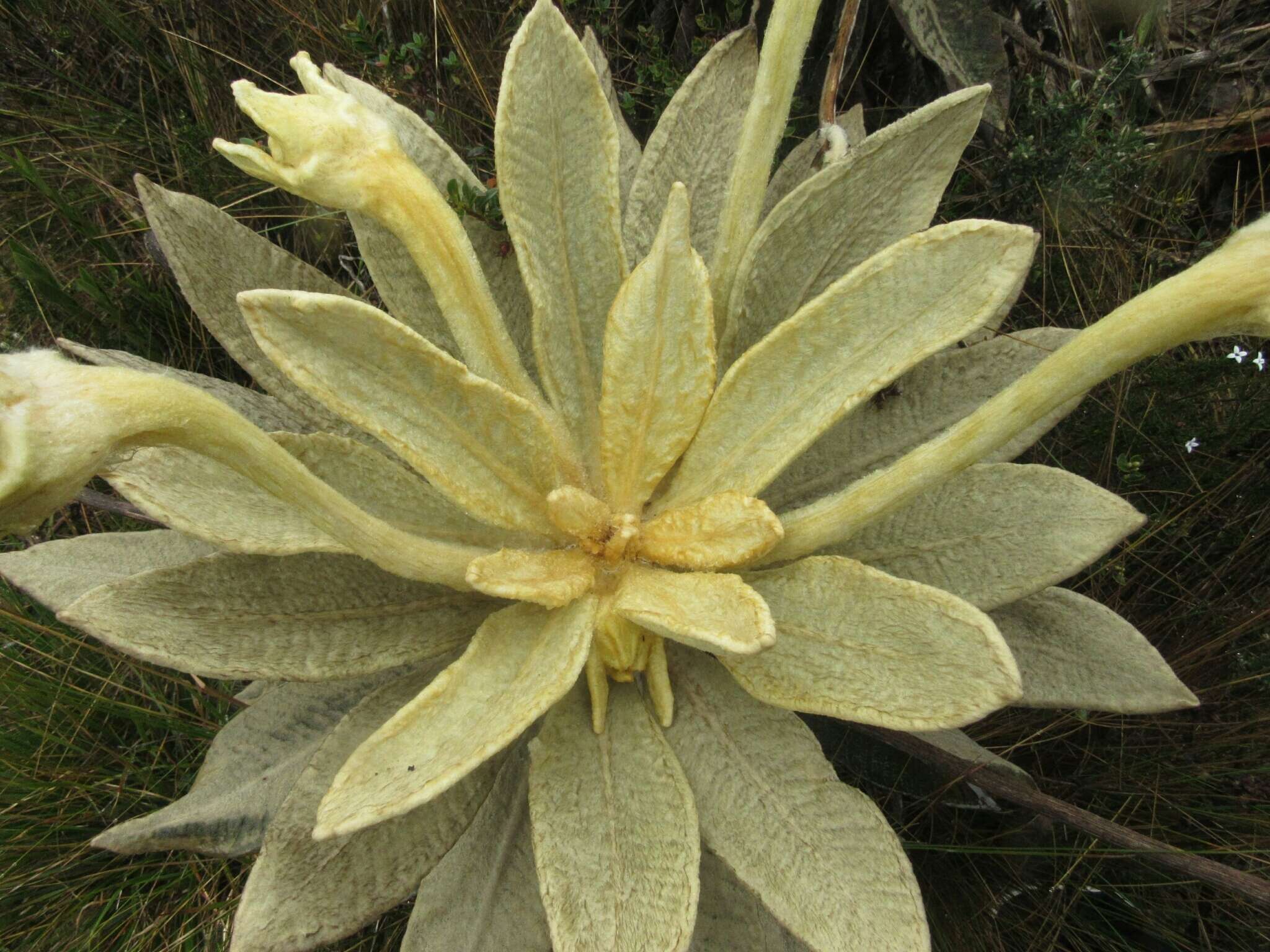 Image of Espeletia barclayana Cuatrec.