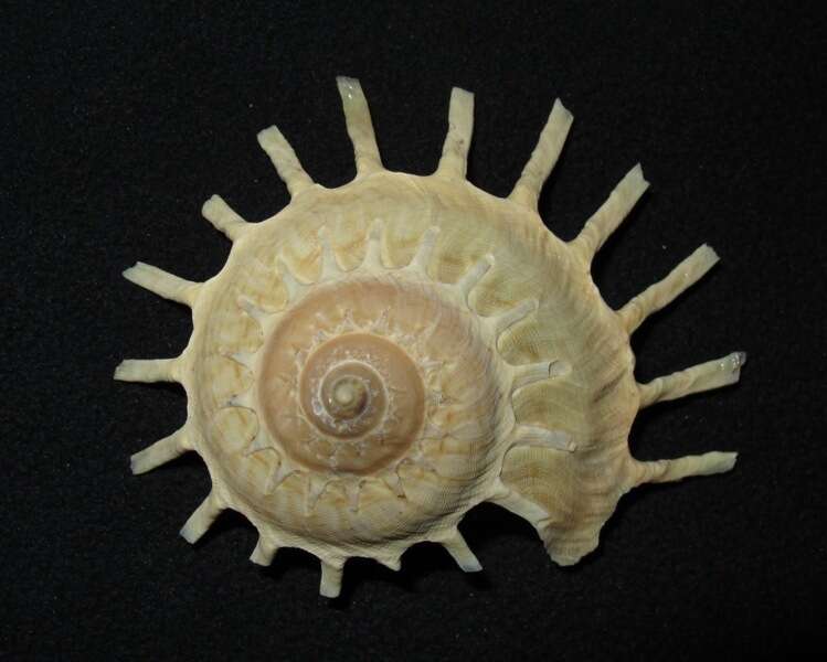 Image of sun carrier shell