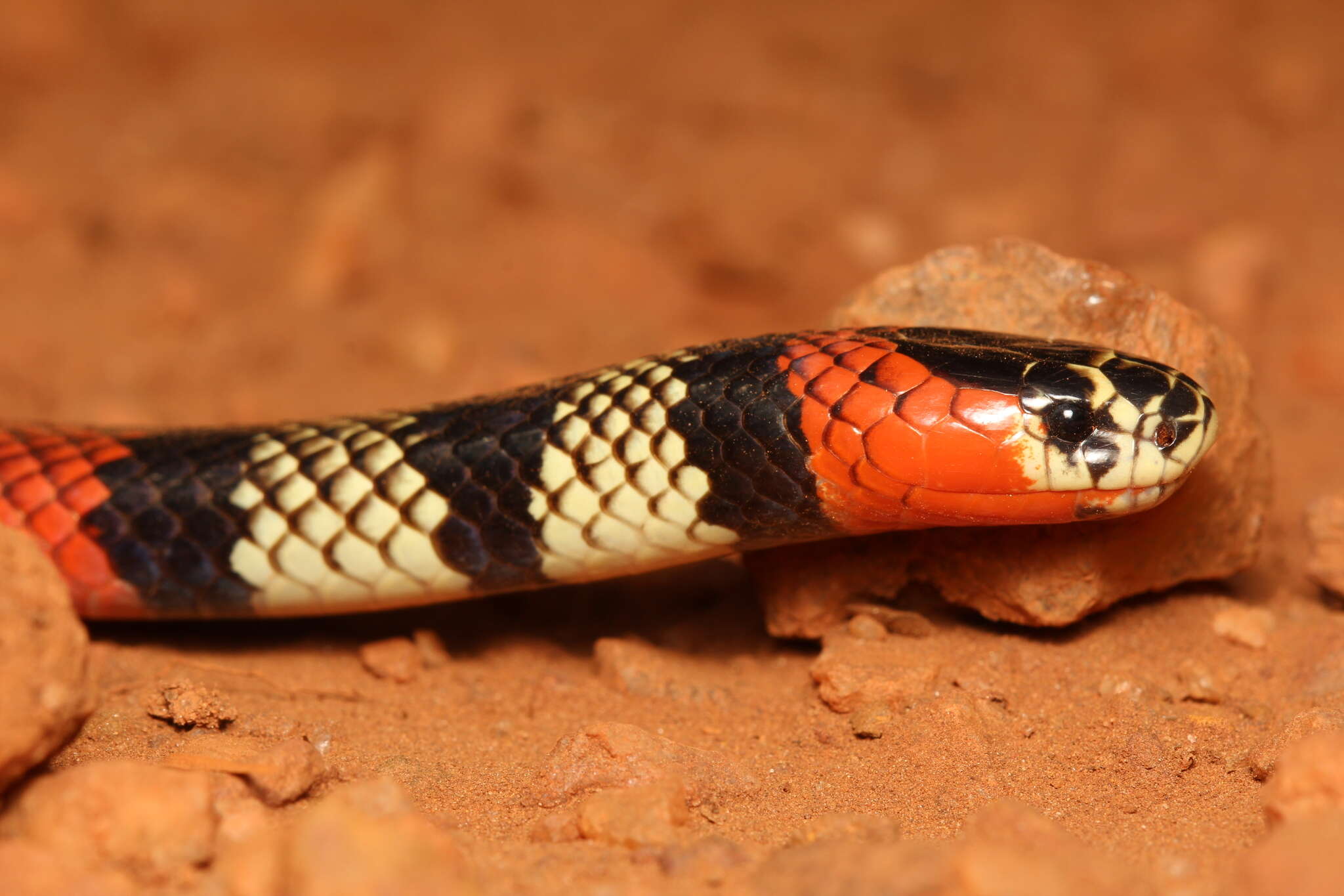 صورة Micrurus frontalis (A. M. C. Duméril, Bibron & A. H. A. Duméril 1854)