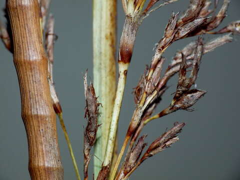 Imagem de Machaerina articulata (R. Br.) T. Koyama