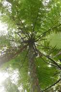 Image of Tree Fern Gully