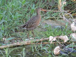 Image of Aztec Rail