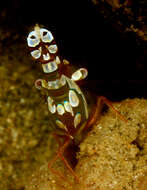 Image of Sexy shrimp