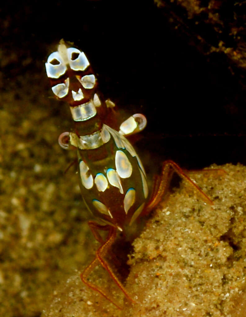 Image of Sexy shrimp