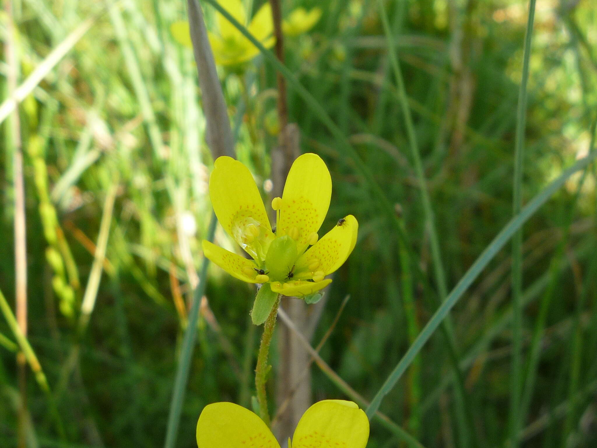 Saxifraga hirculus L. resmi