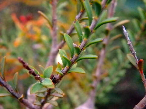 صورة Melaleuca decussata R. Br.