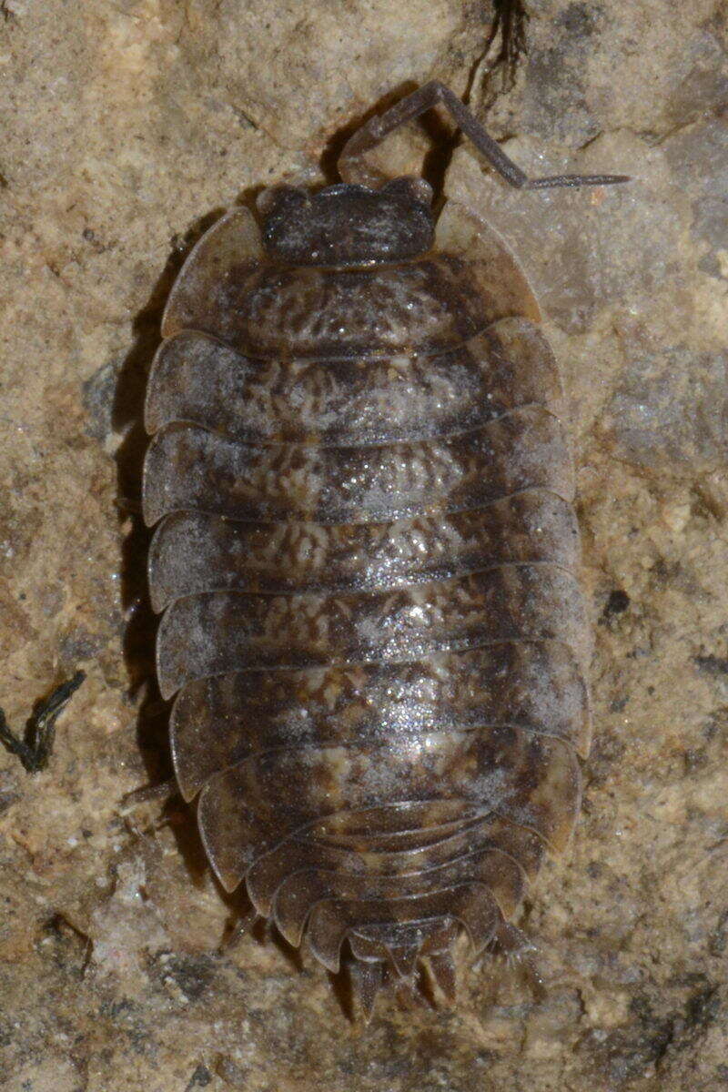 Image of Porcellio montanus Budde-Lund 1885